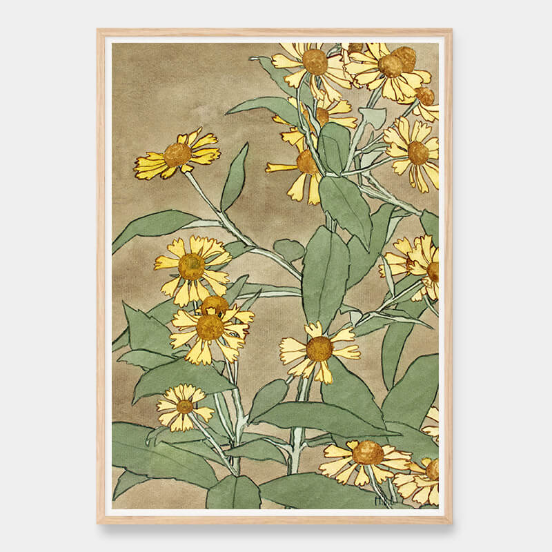 Orange og gule margueritter