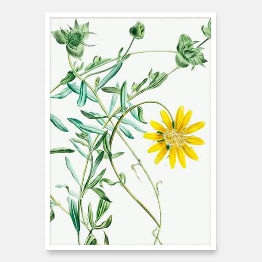 Gul marguerit