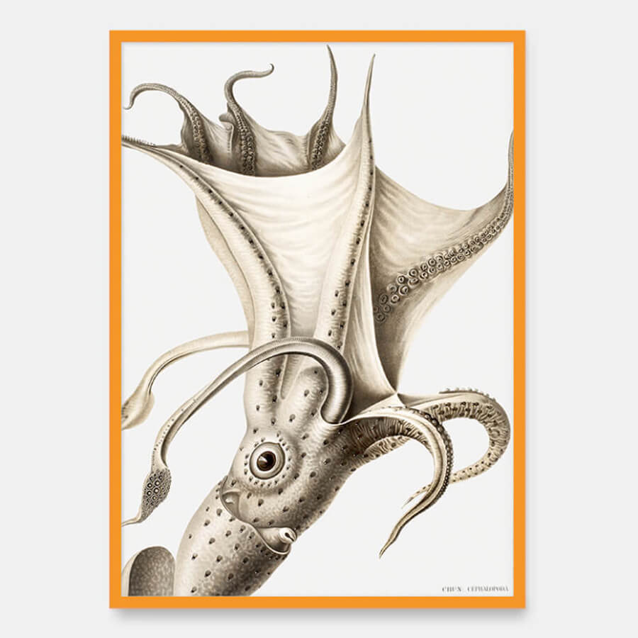 Histioteuthis Ruppellii