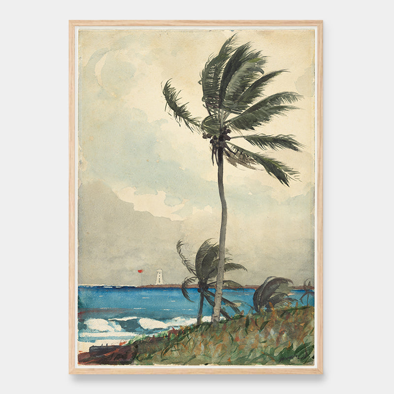 Nassau palme i vinden