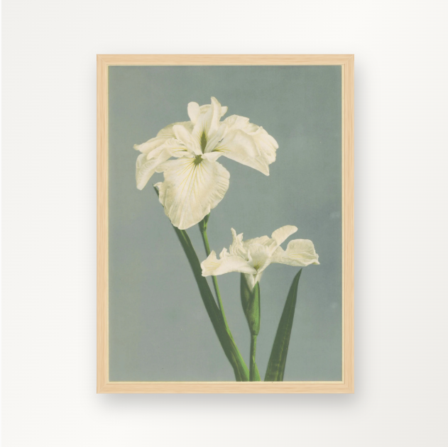 Hvid iris