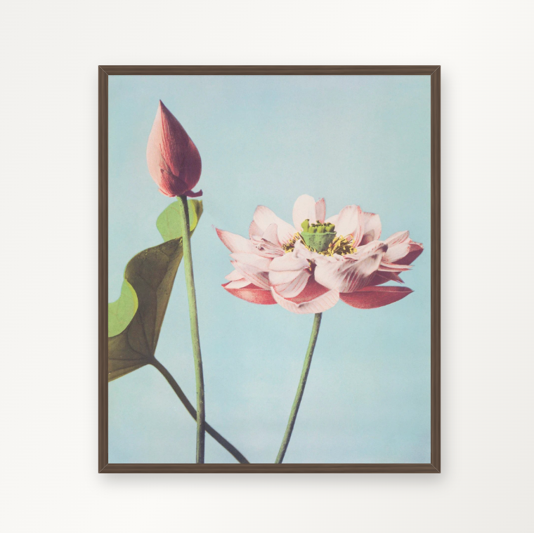 Lotus blomster