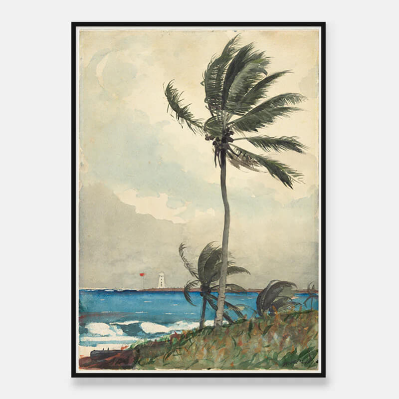 Nassau palme i vinden